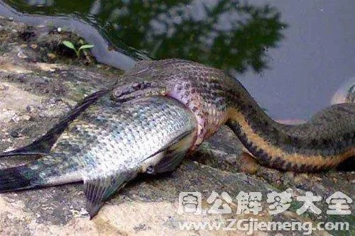 梦见鱼和蛇，探索怪梦背后的深层含义与解读