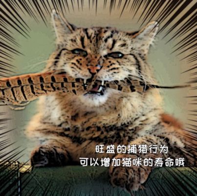 孕妇梦见老虎咬人，梦境背后的深层含义与解读