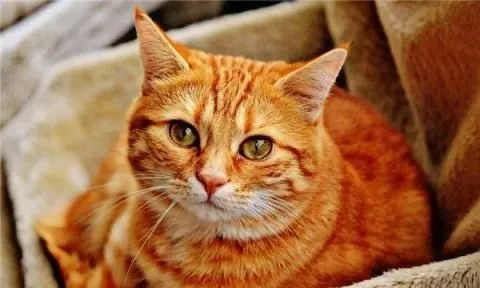 梦见猫，探索梦境中的神秘象征与深层含义