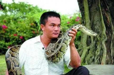 梦境解析，梦见小蛇群与死去的巨蟒——探索深层心理的象征与启示
