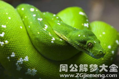 梦见家里有好多蛇，探索梦境背后的深层含义与心理解析