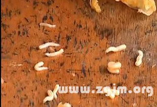 梦到吃东西吃到蛆，寓意解析与梦境解读