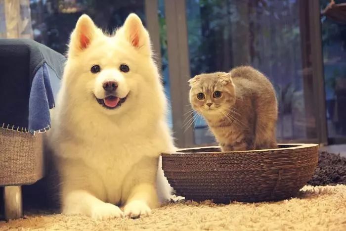 梦见猫身上有钱，财富与神秘力量的交织梦境解析