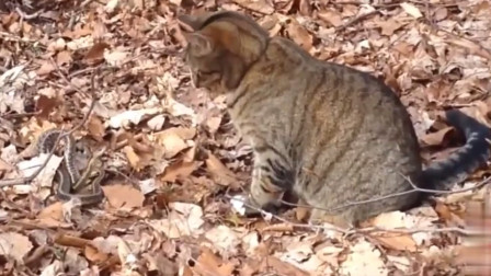梦见蛇被猫吓跑了，解析梦境背后的深层含义与预兆