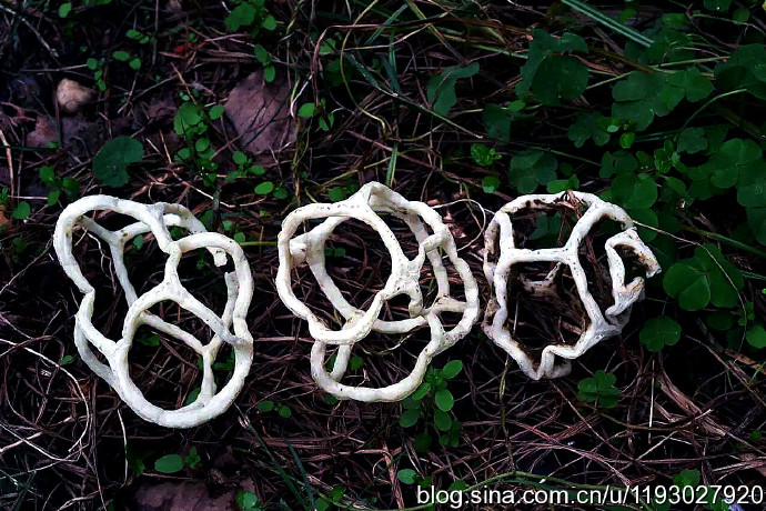 梦境中的神秘符号，做梦梦见蛇但没有看到蛇的深层解析