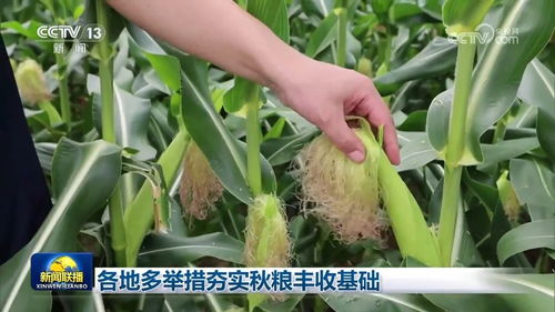 梦见好多玉米，丰收与富足的象征