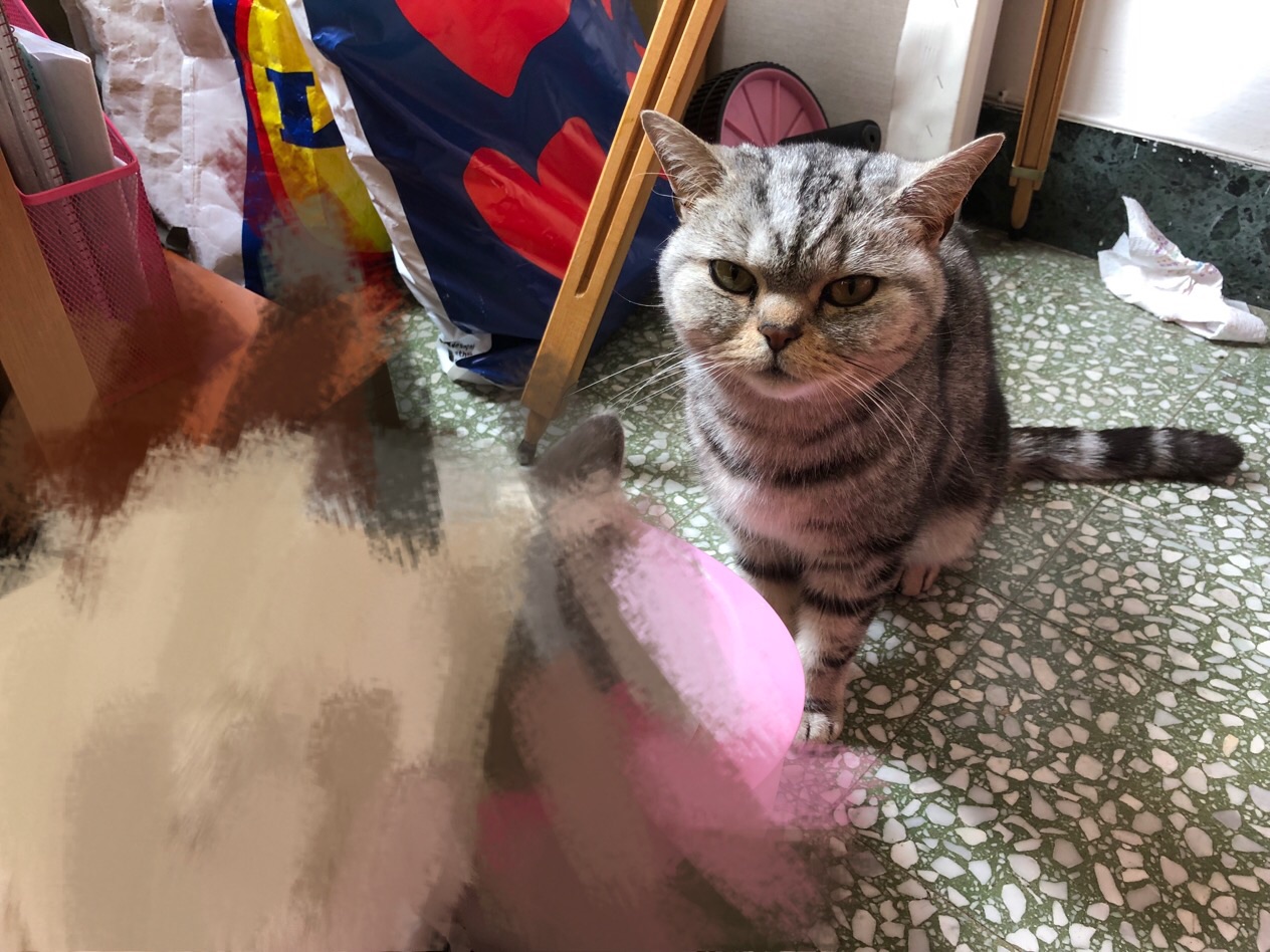 梦境解析，为何梦见狗抽烟引发众狗攻击？