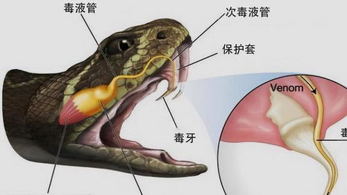 梦见被蛇追，潜意识中的警示与启示