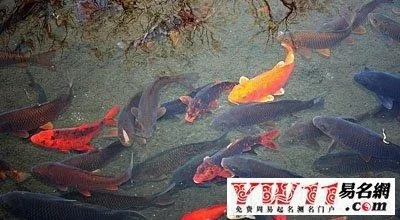 求大师解梦，梦见家里地板好多鱼在水里游我给鱼换水