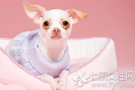 孕妇梦见狗，寓意与解析