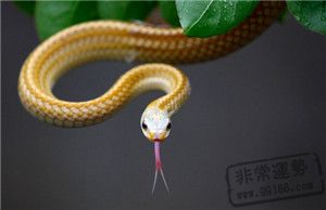 求高人解梦，梦见被毒蛇咬，寓意与解析
