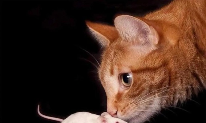 梦境解析，家中双猫捕鼠后被逐的深层寓意