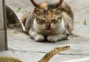 梦境中的奇异交锋，猫蛇相斗与手足之情的启示