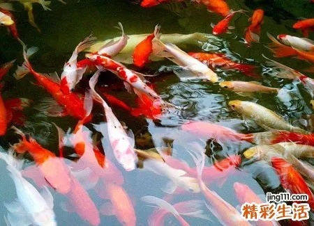 梦见很多鱼，探索梦境背后的深层含义与预示