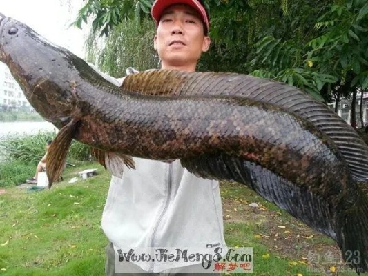 梦见被黑鱼追着跑，探索梦境背后的深层含义