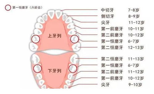 正在换牙的小孩梦见牙齿掉落，梦境解析与心理启示