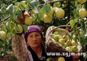 梦见梨子分给别人吃，分享与收获的梦境解析