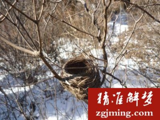 梦见鸟在家里安窝的，寓意与解析