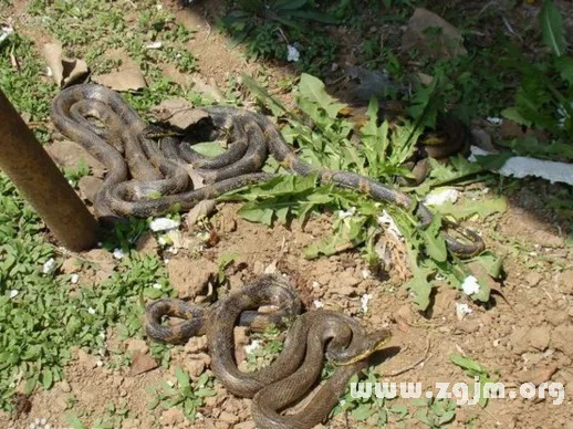 梦境解析，梦见大蛇并恐惧地将其踩死的深层含义