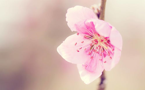 梦境中的桃花运预兆，我是女生，梦到了什么桃花运会来？
