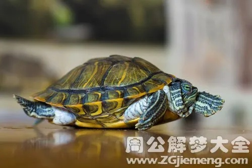 梦见乌龟被捉，探索梦境背后的深层含义与心理解析
