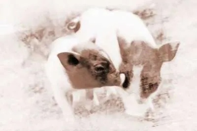 梦见我生了两个小猪，探索梦境背后的深层含义与启示