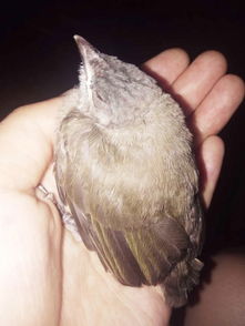 梦见鸟儿死在我手里的预兆，一场关于生命与转变的梦境解析