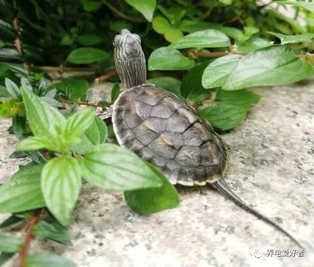 男人梦见乌龟，古老象征与现代预兆的交织