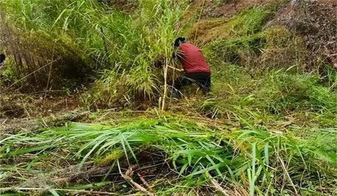 梦见蛇被打死，解读梦境背后的深层含义