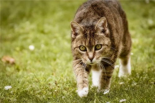 梦见猫，孕妇梦境中的神秘寓意