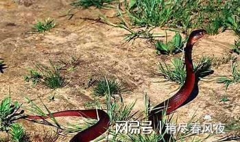 梦见大蛇和两个小蛇，寓意深远的梦境解析