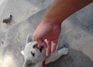 晚上睡觉做梦梦见有一只狗过来咬我是什么意思？解读梦境中的动物象征与心理暗示