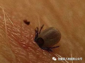梦见牛身上的虫子，梦境背后的深层解析与启示