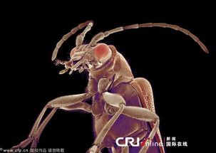 梦见虫子，探索梦境中的隐秘象征