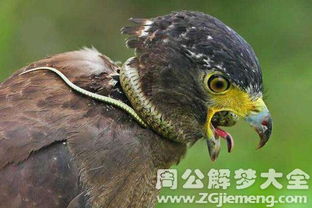 梦见狗吃蛇，梦境背后的深层解析与心理启示