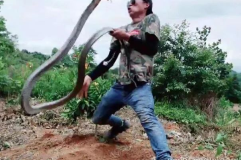 梦境解析，梦到很多蛇与陌生人的抓蛇行为意味着什么？