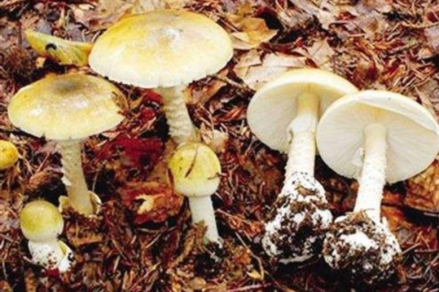 梦见捡蘑菇，探索梦境中的神秘与启示