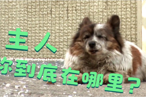 梦见被狗咬，解读梦境中的两三条狗与多口咬痕