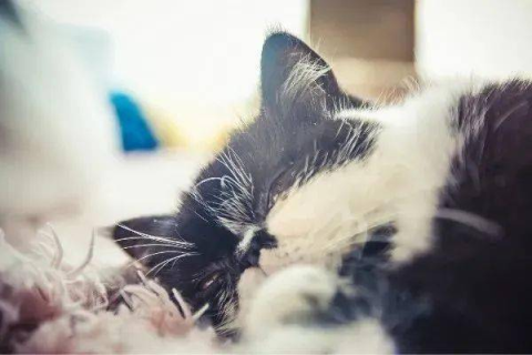 做梦梦到猫，探寻梦境背后的深层含义