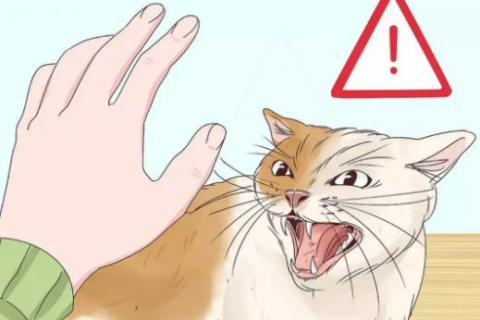 女生梦见自己被猫咬伤抓伤，解读梦境背后的深层含义