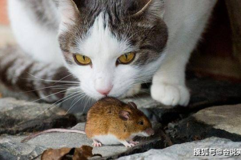梦到猫吃老鼠，预示与解读