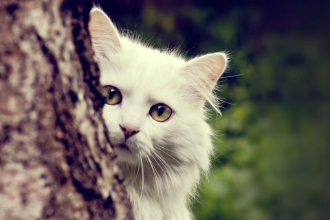 梦境解析，梦到猫下了好多小猫意味着什么？