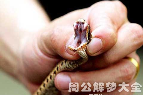 女人梦见自己被蛇咬,梦境背后的深层含义与解析 女人梦见自己被蛇咬,梦境背后的深层含义与解析