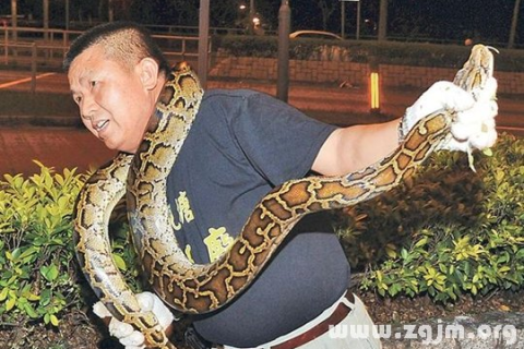 梦境交织，两次蛇影的启示——一次蟒蛇轻咬与第二次的双蛇梦境解析