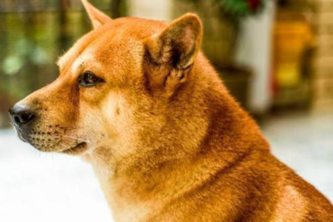 梦见别人家黄狗死亡，解析梦境背后的深层含义