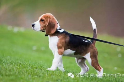 梦见狗咬自己财运如何，解析梦境中的预兆与财运关联