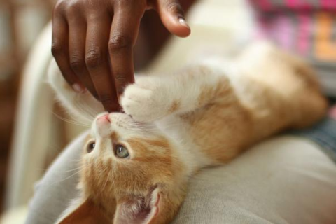 梦见被猫咬手，梦境背后的深层含义与解析
