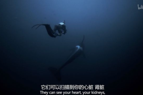 梦中井水深邃，鱼跃满盈，探索梦境中的奥秘与启示
