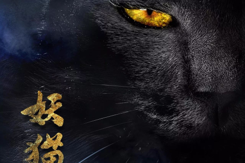 梦到黑色的猫，神秘而深邃的暗示