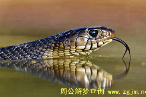 梦见没有蛇头的蛇，潜意识的隐喻与心灵深处的启示